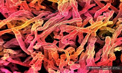 Bacterias cromógenas